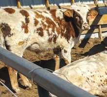 JOLENE BULL CALF