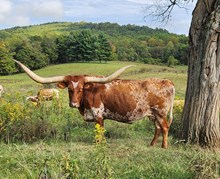 CP Boomerang's Temptress