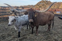 HELM Miss Integrity 511