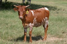 RHF SHARP GINGER HEIFER TAG 98