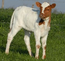 COWBOY CHEX X COCO KNUT 550 HEIFER CALF