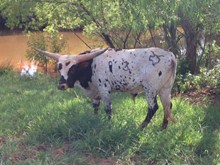 COWBOY DOUBLE BARREL CHEX