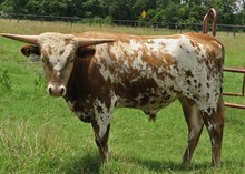 COWBOY CHEX X CREEKMORE'S AWESOME BULL CALF 