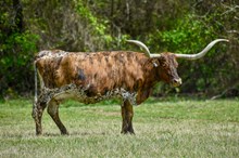 BRR BOOMERANG GIGLIO