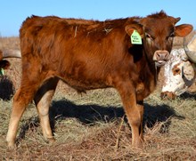 JBR FOO FOO A DO X CV COWBOY CASANOVA BULL CALF