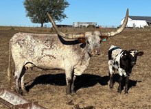 DAKOTA SISSYS COWGIRL