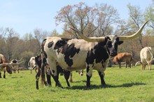 CV CASANOVAS DARLING