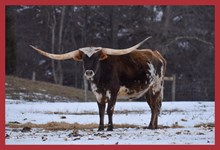 2B Casanova's Finale