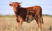 2014 Molly Suzie Heifer