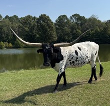 KDK Brook's Oreo