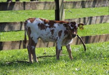 TCC SHADY PRINCESS BULL CALF