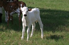 RJF IRISH RAINBOW BULL CALF