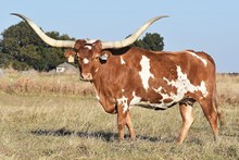 RJF Casanova Reflection