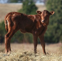 UNNAMMED LEZAWE HEIFER 1