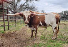 CR Casanova's Got Rizz